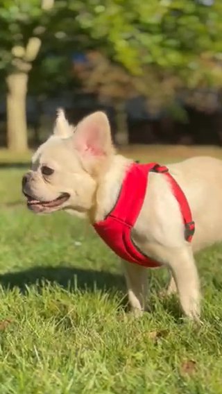 VERYRAREFLUFFY - PUREWHITE - FRENCHBULLDOG