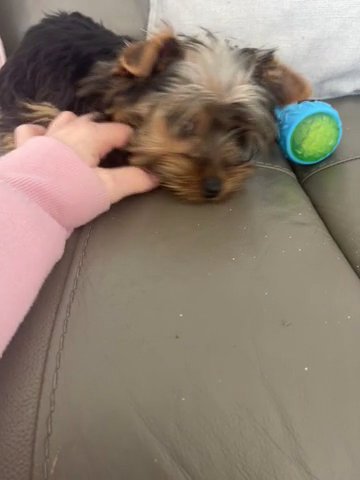 Female Yorkshire Terrier