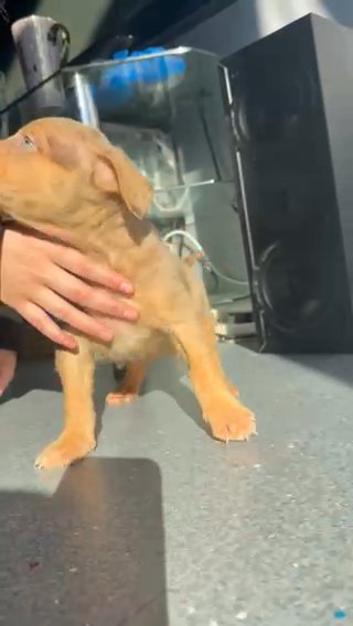Male Puppy - Starboy❌Shadow