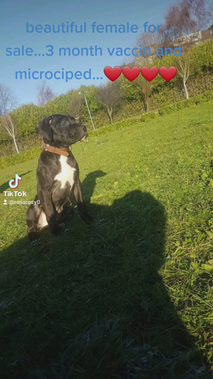 strafforshire terrier