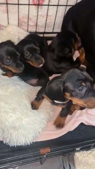 Miniature Dachshund