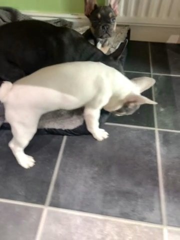 Frenchie