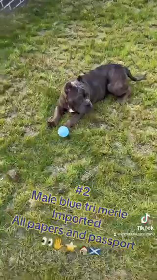 American Bully