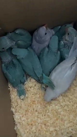 Hand Reared Indian Ring Neck Parrot