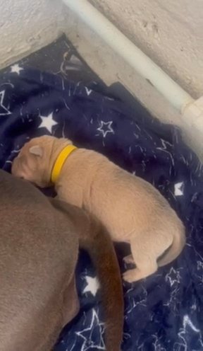 Puppies