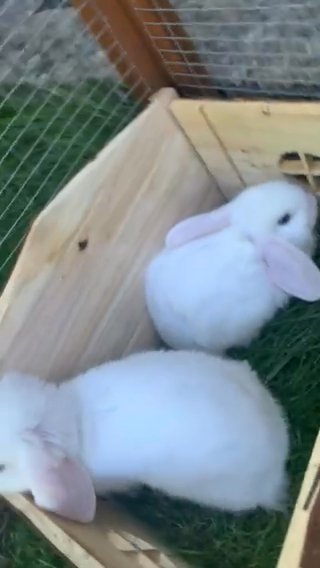 blue eyed white minilop x blanc de hotot