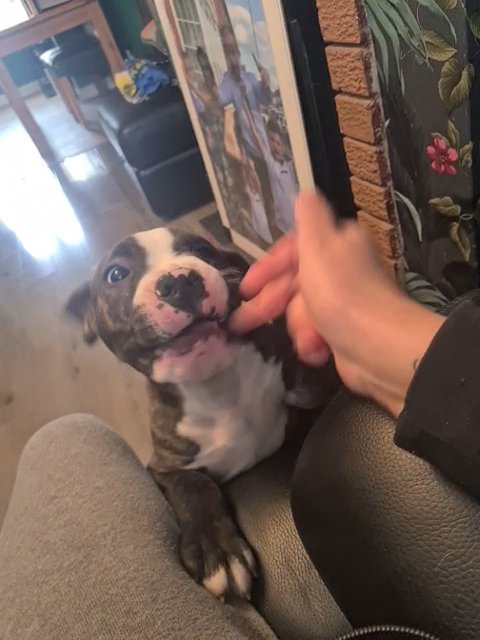 staffy boy puppy