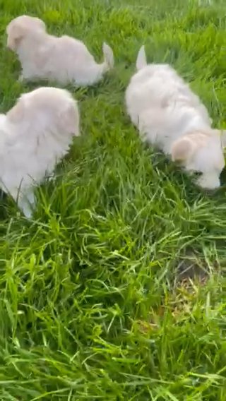3 puppy bishon frise/malteese