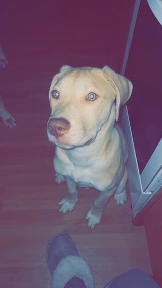 Husky Cross Male 5months Old