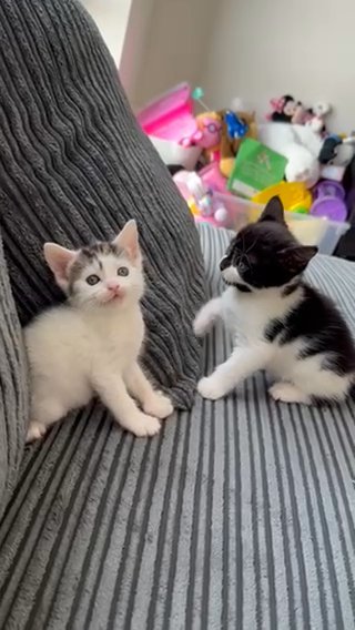 Two Beautiful kittens For Sell.
