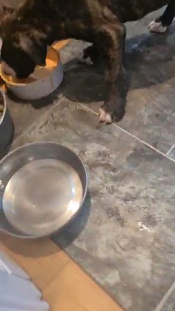 staffy boy