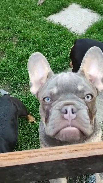 French bulldog puppies
