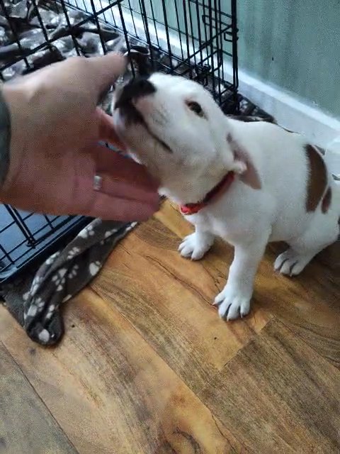 Staffordshire bull terrier