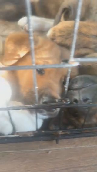 Akita Rottie X Akita Mastiff