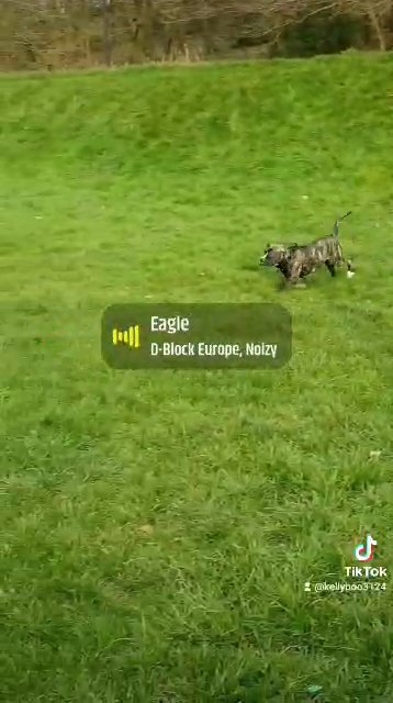 presa canario x