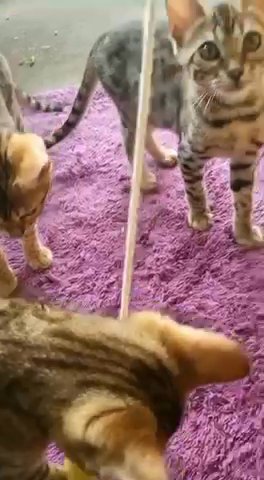 Bengal kittens