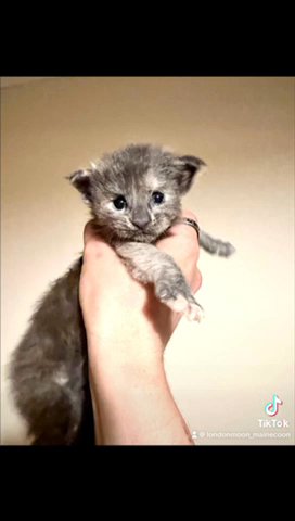 Maine Coon Kittens