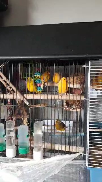 canary bird