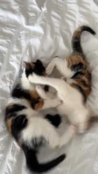 10 week old female sister kittens