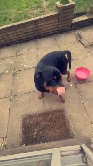 1yr old Rottweiler