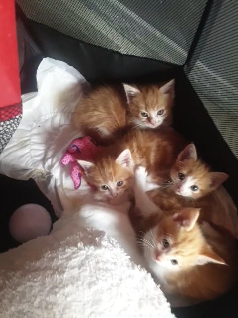 fluffy ginger kittens blue & green eyed