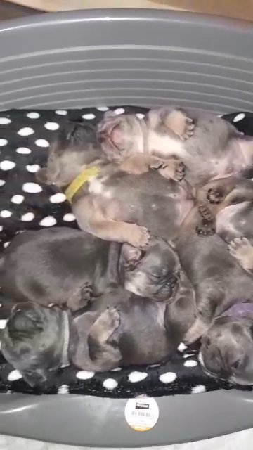 3 French bulldogs left for sale, ready for new homes 31st January!