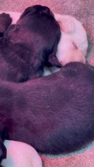 CHUNKY BIG BONED LABRADOR PUPPYS LICENCED BREEDER