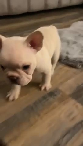 Cream French Bulldog