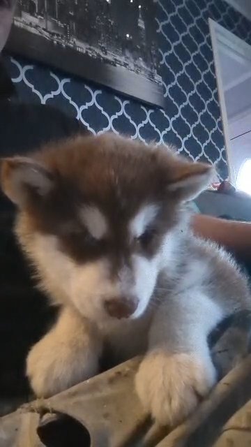Alaskan malamute