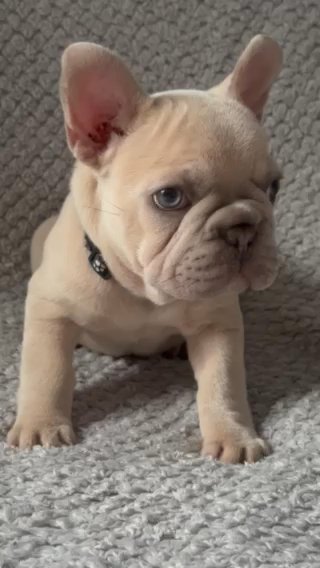 Mr Big Rope Boy