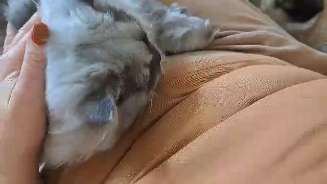 Absolutely adorable laps BSH