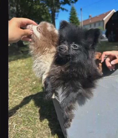Pomeranian BOY?
