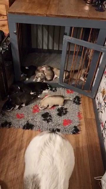 Husky puppies for sale