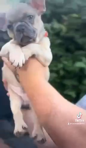 French Bulldogs