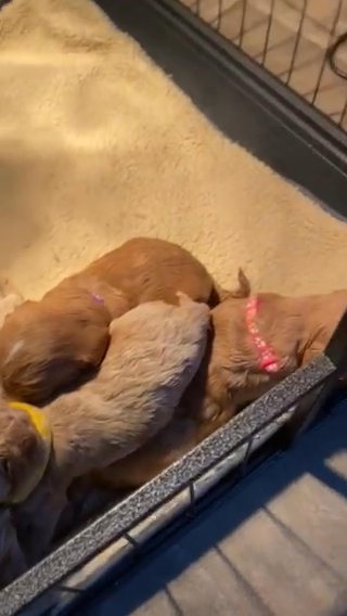 Stunning Cavapoo puppies
