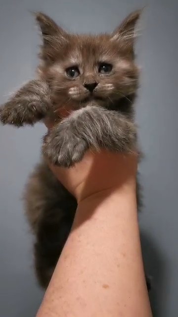 Registered Maine Coon Kittens