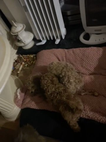 1 BOY KC REG TOY POODLE