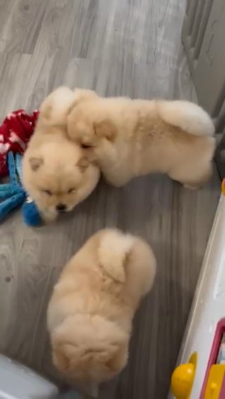 AMAZING PEDIGREE Male Cream Chow Chow Puppy