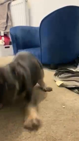 Reduced Frenchies Kc Reg