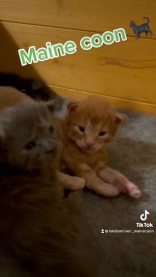 Kittens Maine Coons
