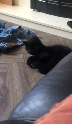 13 Week Old Male Persian