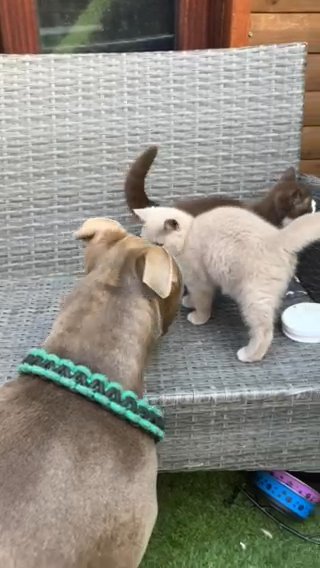 Dog Loving British Short Hair Kit