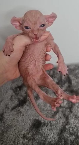 Lovely Elf Sphynx ?