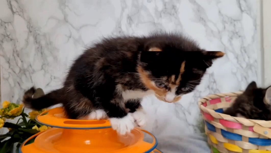 Cute Norwegian forest kittens looking for their 4-ever  home