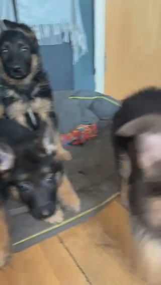 3 Beautiful Blue And Tan German Shepherds Ready To Go