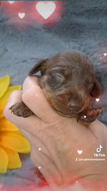 2 short coat miniature kc registered dauchshund