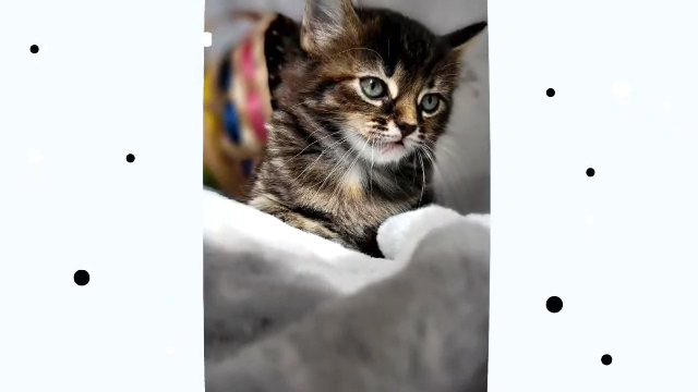 Exceptionally cute Norwegian kittens looking for a forever loving home