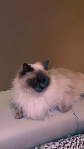 Ragdoll Female 2 Years Old Fully Healthy And Active And Vaccinated