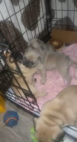 french bulldog puppies