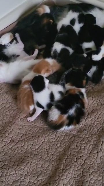 Beautiful fluffy Kittens